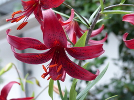 Foto: Dr. Peter Müller